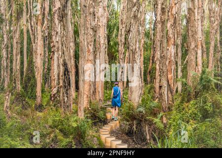Australia, Queensland, Agnes Water, Woman walking on boardwalk in forest Stock Photo