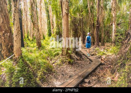 Australia, Queensland, Agnes Water, Woman walking on boardwalk in forest Stock Photo