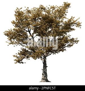 American Sycamore Tree isolated on white background front view Stock Photo