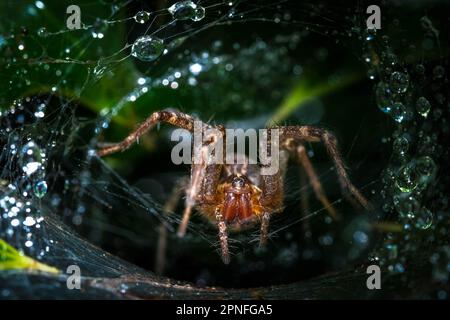 A Grass Spider (Genus Agelenopsis) waiting in its funneled web for prey after a rain shower. Raleigh, North Carolina. Stock Photo