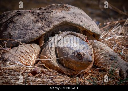 An aged Common Snapping Turtle suns on the creek bank. Raleigh, North Carolina. Has injured eye and neck. Stock Photo