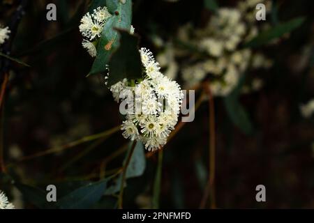 Pink Australian flowering gum tree blossom and buds, Corymbia ficifolia, in  private garden, Queensland, Australia.Pink, white and yellow flowers Stock  Photo - Alamy