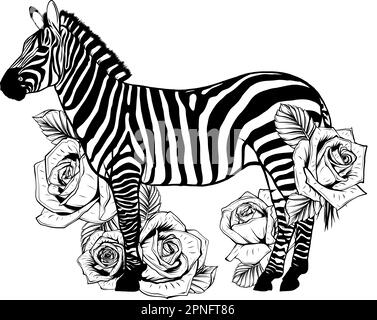 Zebra with rose flower hand drawn illustration Stock Photo