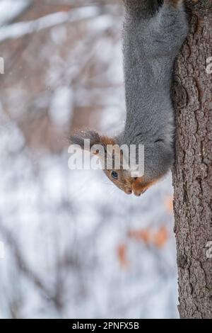A squirrel sits upside down on a tree in winter and eats a nut. Eurasian red squirrel, Sciurus vulgaris Stock Photo