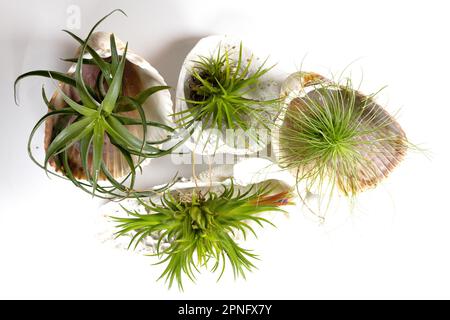 Overhead shot of air plants in seashells on a white background. Stock Photo