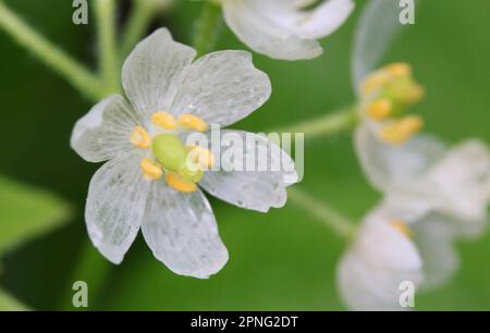 Skeleton Flowers & Water