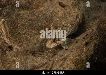 Coastrange sculpin (Cottus aleuticus) is well camouflaged on the bottom ...