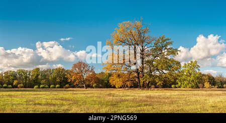 Solitary oaks in the Elbe meadows in autumn, Dessau-Woerlitz Garden Realm, Dessau-Rosslau, Saxony-Anhalt, Germany Stock Photo