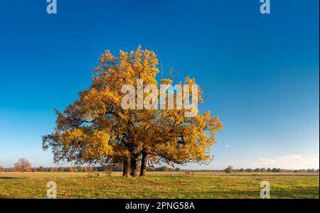 Solitary oaks in the Elbe meadows in autumn, Dessau-Woerlitz Garden Realm, Dessau-Rosslau, Saxony-Anhalt, Germany Stock Photo