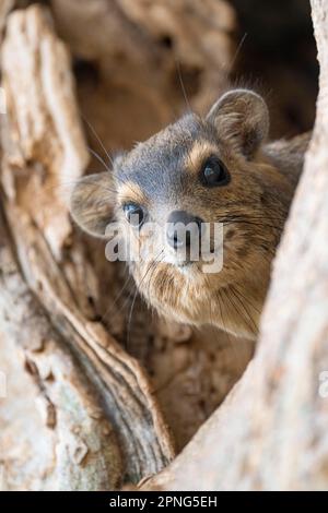 Rock Hyrax (Procavia capensis), also known as rock hyrax or klippdachs, Tarangire National Park, Tanzania Stock Photo