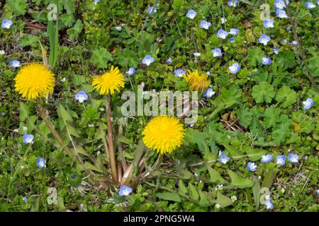 Hardy Garden Lawn Weeds Dandelion Flower Field Speedwell Veronica persica Lawn Weed Taraxacum officinale Lions Tooth Dandelions Blooms Flowers Persian Stock Photo