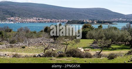 Sheep grazing in an olive grove, in the background monastery island Kosljun and the town Punat, island Krk, Kvarner Gulf Bay, Croatia Stock Photo