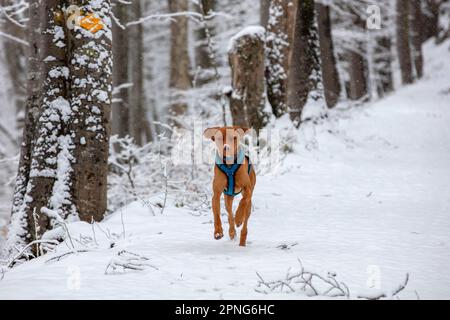 Roevidszoru Magyar Vizsla, Hungarian short-haired pointing dog, running in the snow, Belchenflue, Solothurn, Switzerland Stock Photo