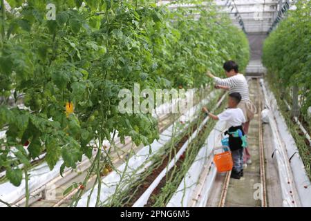SHANGHAI, CHINA - APRIL 16, 2023 - Parents take their children to pick Dutch fruits and vegetables in Shanghai, China, April 16, 2023. Stock Photo