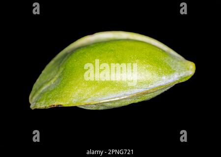Bengal almond (Terminalia catappa), fruit of the catappa tree, studio photography with black background Stock Photo
