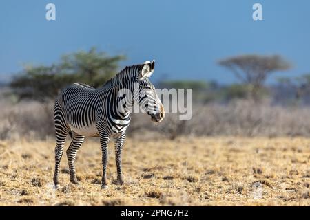 Grevy's zebra (Equus grevyi) standing in the savannah, Samburu National Reserve, Kenya Stock Photo
