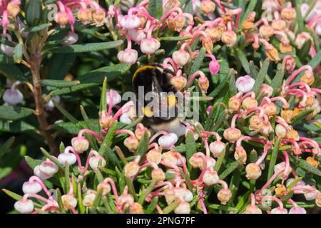 Large earth bumblebee, Bombus terrestris, Bog rosemary, Andromeda polifolia 'Blue Lagoon' Stock Photo