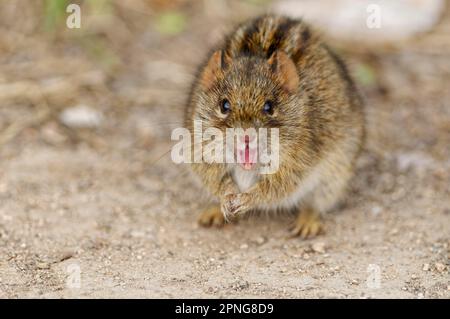 Four-striped grass mouse (Rhabdomys pumilio), adult animal standing on two legs facing camera, open mouth, animal portrait, Addo Elephant National Par Stock Photo
