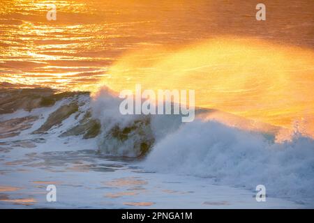 Large wave backlit, breaking in golden evening light on open sea off north coast of Scotland, Sango Bay, Durness Stock Photo