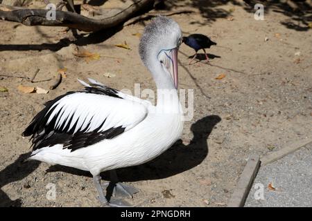 Australian pelican (Pelecanus conspicillatus) resting after a hearty meal : (pix Sanjiv Shukla) Stock Photo