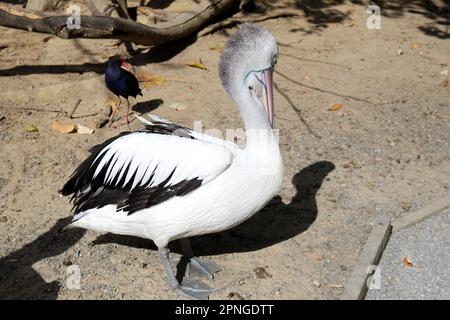 Australian pelican (Pelecanus conspicillatus) resting after a hearty meal : (pix Sanjiv Shukla) Stock Photo