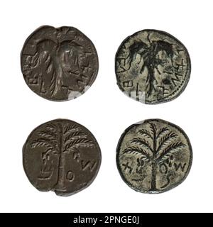 Simon Bar-Kokhba coins 132-135 CE bronze 25mm vine leaf and palm tree On White Background Stock Photo