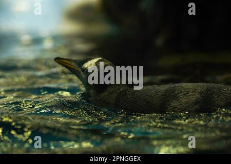 A penguin swims in the water close-up Stock Photo