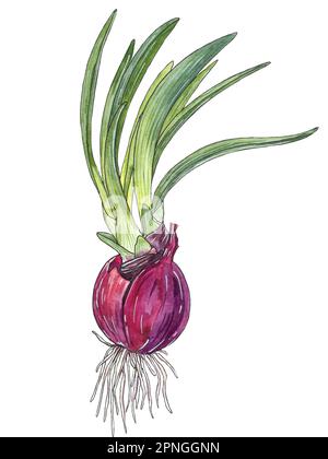 Red onion, bulb with sprouting green onion. Watercolor hand drawn illustration isolated on white background. For recipe, cookbook design Stock Photo