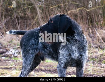 Sako, The German Wirehaired Pointer dog looking attentively in the distance. An excellent hunting dog breed. Stock Photo