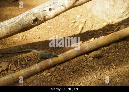 A tropical lizard is basking on dry, sultry ground Stock Photo