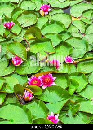 Nymphaea Escarboucle (waterlily) with big leaves closeup Stock Photo