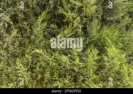 Bright green spruce background. Thuja branches as a background. Stock Photo