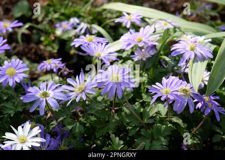 Balkan Anemone Blanda Blue windflowers in bloom. Stock Photo