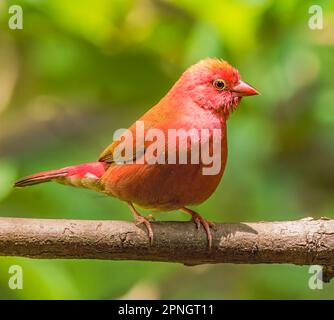 Male Red-billed Firefinch Stock Photo
