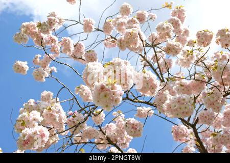 Prunus 'Ichiyo' cherry blossom tree in flower. Stock Photo