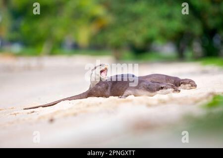 A smooth coated otter yawns as the family sleep together on a beach along the coast in Singapore Stock Photo