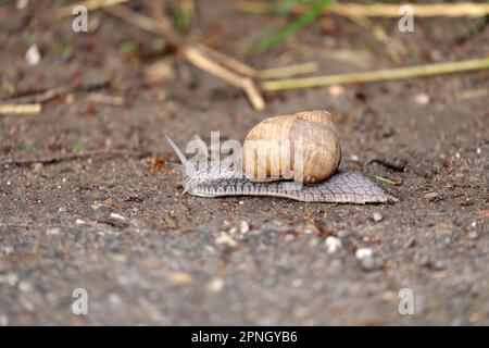 Snail on a dirt road Stock Photo
