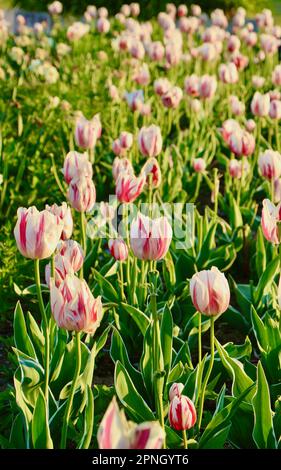 White and pink variegated tulips Carnival de Rio Triumph Tulip Triumph tulpan Tulipa gesneriana Flower bed in a public park Santander Cantabria Spain Stock Photo