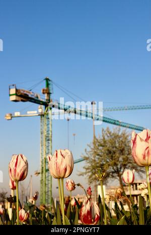 White and pink variegated tulips Carnival de Rio Triumph Tulip Triumph tulpan Tulipa gesneriana with distant tower cranes Santander Cantabria Spain Stock Photo