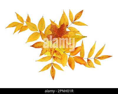 Nice border made from set of autumn leaves on white background Stock Photo