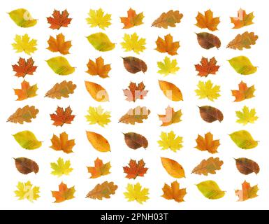 Nice pattern made from lot of autumn leaves on white background Stock Photo