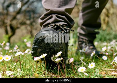 Human foot in mountain shoe tramples white daisies flowers on green field. Environment issue, fragility concept, save the planet. Stock Photo