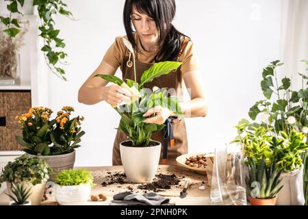 Female gardener wiping plant leaves working at workshop Stock Photo