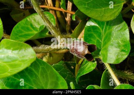 Asarabacca flower'Asarum Europaeum',European wild ginger,wild spikenard and  hazelwort, is a species of flowering plant in the birthwort family.It is Stock Photo