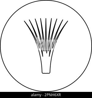 Edible grass lemongrass Cymbopogon citratus spices vegetable herbal plant icon in circle round black color vector illustration image outline contour Stock Vector