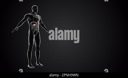 Human body with Pancreas anatomy Stock Photo