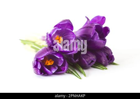 crocus flowers isolated on white background Stock Photo