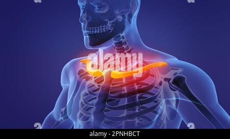 Human skeleton clavicle bones anatomy Stock Photo