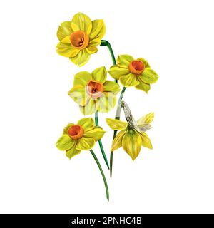 Vector illustration of five yellow daffodils isolated on white background. Design for greeting cards, wedding invitations, floral banners, gift wrappi Stock Vector