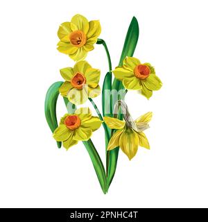 Vector illustration of five yellow daffodils with green leaves on a white background. Design for greeting cards, wedding invitations, floral banners, Stock Vector